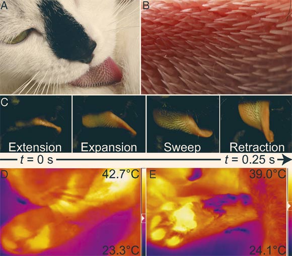 Kinematics of cat grooming: (A) a domestic cat grooms its fur; (B) close-up view of its tongue showing the anisotropic papillae, which point to the left toward the throat; (C) the four phases of cat grooming; (D and E) thermal images of a cat grooming its leg; white colors are hottest and dark blue colors are coolest as shown by the legend on the right; during the groom (D), fur is separated by the motion of the tongue, exposing the skin; heat from the tongue and the skin are indicated by the white color; after the groom (E), evaporation causes a temperature drop of 17 degrees Celsius as shown by the dark purple. Image credit: Noel & Hu, doi: 10.1073/pnas.1809544115.