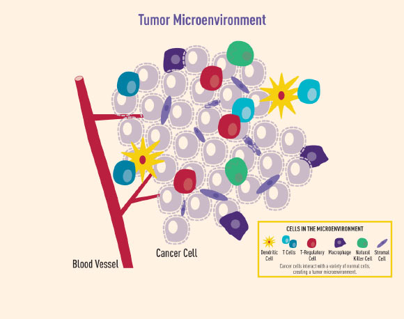 The cellular compartment of the tumor microenvironment is made up of tumor cells, immune cells, and stromal cells. Image credit: National Cancer Institute.