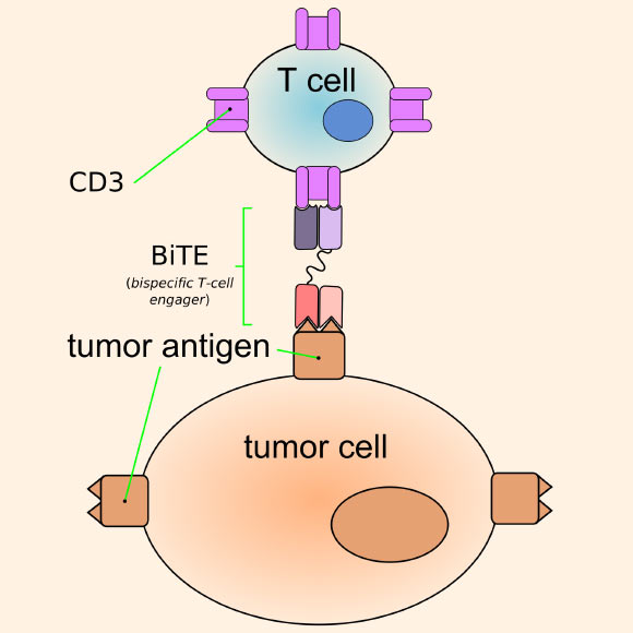Bi-specific T-cell Engager (BiTE) can bring together a T-cell and a cell of interest, a tumor cell in this example, promoting T-cell killing of the target cell. Image credit: Armin Kübelbeck / CC BY-SA 3.0.