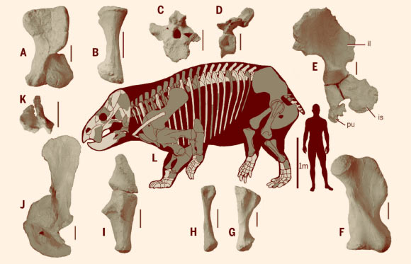 The skeleton restoration of Lisowicia bojani: (A) left humerus in ventral view; (B) left radius in lateral view; (C) cervical vertebrae in posterior view; (D) dorsal vertebrae in lateral view; (E) left pelvis in lateral view; (F) left femur in anterior view; (G) left tibia in lateral view; (H) left fibula in medial view; (I) left ulna in lateral view; (J) left scapulocoracoid in lateral view; (K) fused quadrate and quadratojugal in posterior view. Scale bars - 10 cm (A) to (K), 1 m for the skeleton. Light gray bones represent missing elements. Abbreviations: il – ilium, pu – pubis, is – ischium. Image credit: Tomasz Sulej & Grzegorz Niedźwiedzki, doi: 10.1126/science.aal4853.