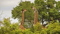 When it comes to meal times, giraffes have been found to be just like humans and prefer the company of their friends.