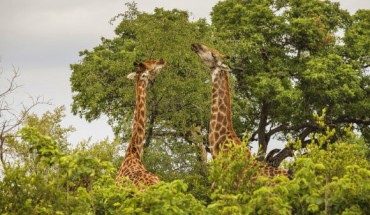 When it comes to meal times, giraffes have been found to be just like humans and prefer the company of their friends.