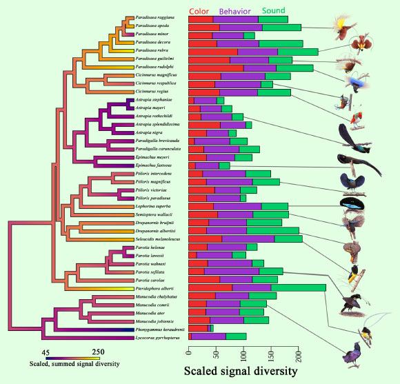 Signal diversity indices vary widely across birds-of-paradise: to facilitate interpretation of variation in signal diversity across the family (Paradisaeidae), Ligon et al generated scaled diversity scores for each signal type (color, behavior, sound) to create (left) a composite metric of overall signal diversity (heat-mapped to the phylogeny) and (right) stacked bar plots illustrating variation in the relative diversity for each signal type for each species. Image credit: Ligon et al, doi: 10.1371/journal.pbio.2006962.