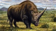 An artist’s impression of Elasmotherium sp. Image credit: W. S. Van der Merwe, www.deviantart.com/willemsvdmerw.