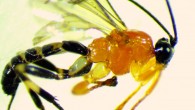 This is the adult stage of the parasitoid wasp Zatypota sp.nov. Image credit: Philippe Fernandez-Fournier.