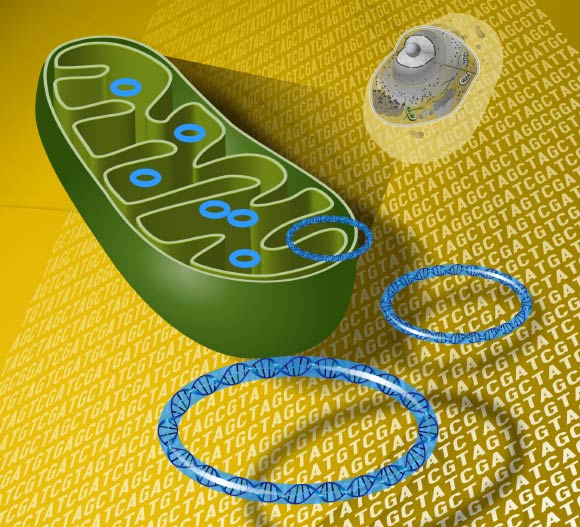 Mitochondrial DNA is the small circular chromosome found inside mitochondria, which are organelles found in cells and sites of energy production. Image credit: Darryl Leja, NHGRI.