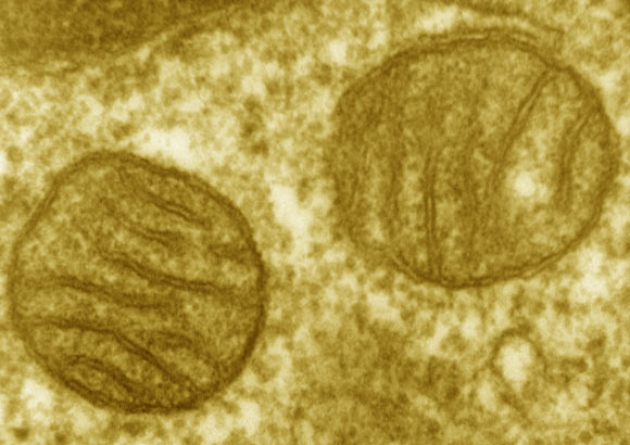 This transmission electron microscope image shows mitochondria. Image credit: Louisa Howard.