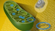 Mitochondrial DNA is the small circular chromosome found inside mitochondria, which are organelles found in cells and sites of energy production. Image credit: Darryl Leja, NHGRI.