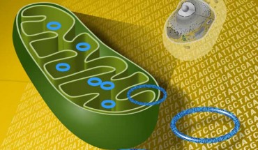 Mitochondrial DNA is the small circular chromosome found inside mitochondria, which are organelles found in cells and sites of energy production. Image credit: Darryl Leja, NHGRI.