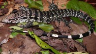 The giant tegu (Salvator merianae). Image credit: Renato Recoder.