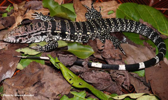 The giant tegu (Salvator merianae). Image credit: Renato Recoder.