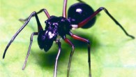 Toxeus magnus, adult female. Image credit: Chen et al, doi: 10.1126/science.aat3692.