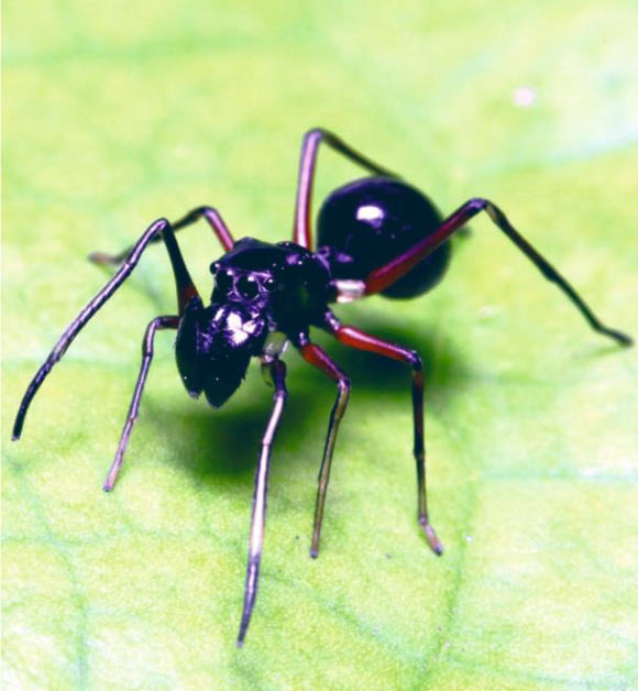Toxeus magnus, adult female. Image credit: Chen et al, doi: 10.1126/science.aat3692.