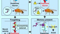 In fruit flies, dopamine neurons regulate both learning and forgetting. Berry et al identify a locus for the storage and retrieval of a short-term memory trace and show that a single dopamine neuron regulates both formation and disruption of this trace. Image credit: Berry et al, doi: 10.1016/j.celrep.2018.09.051.