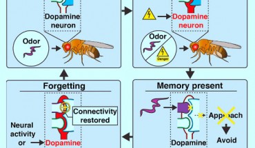 In fruit flies, dopamine neurons regulate both learning and forgetting. Berry et al identify a locus for the storage and retrieval of a short-term memory trace and show that a single dopamine neuron regulates both formation and disruption of this trace. Image credit: Berry et al, doi: 10.1016/j.celrep.2018.09.051.