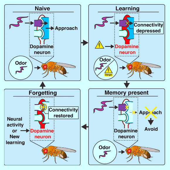 In fruit flies, dopamine neurons regulate both learning and forgetting. Berry et al identify a locus for the storage and retrieval of a short-term memory trace and show that a single dopamine neuron regulates both formation and disruption of this trace. Image credit: Berry et al, doi: 10.1016/j.celrep.2018.09.051.