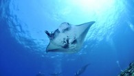Manta rays. Image credit: Masako Uchida.