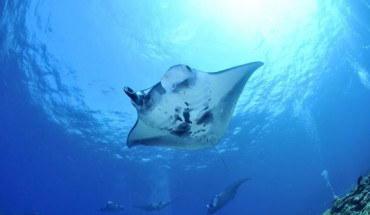 Manta rays. Image credit: Masako Uchida.