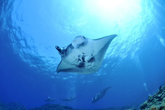 Manta rays. Image credit: Masako Uchida.