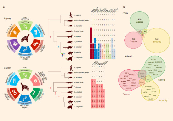 Genomic basis of longevity and cancer in giant tortoises: (a) genes potentially implicated in Chelonoidis abingdonii and Aldabrachelys gigan longevity extension and cancer resistance, classified according to their putative role in the different hallmarks; tables indicate copy-number variations and relevant variants of age-related genes and tumor suppressors found in Chelonoidis abingdonii, Aldabrachelys gigan and other species; within these tables, numbers indicate gene copy numbers, and asterisks represent pseudogenization events; dots in colors relating to each hallmark represent presence of the variant; (b) Venn diagrams showing the relationships between cancer-, aging- and immunity-related genes, as classified before annotation; top - all of the genes related to each category that have been manually annotated, including the number of genes in each group; bottom - those genes showing potentially interesting variations after annotation. Image credit: Quesada et al, doi: 10.1038/s41559-018-0733-x.