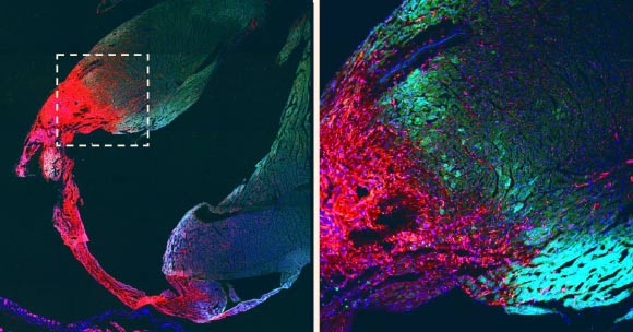 The scar in the murine heart after myocardial infarction; scar tissue is shown in red; heart muscle cells are shown in green. Image credit: Hubrecht Institute.