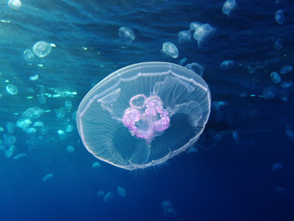 The moon jellyfish (Aurelia aurita). Image credit: Alexander Vasenin / CC BY-SA 3.0.