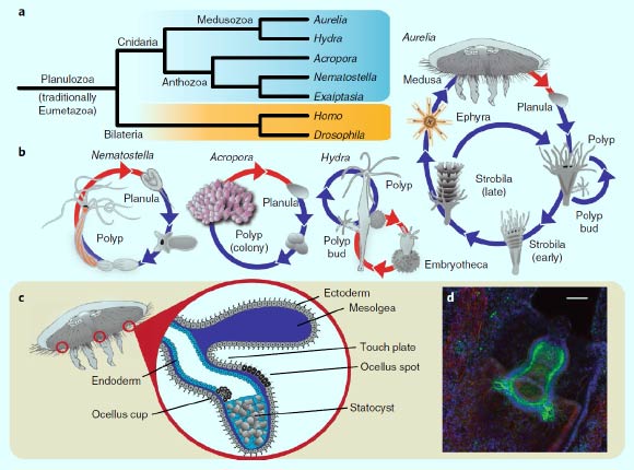Cnidarian relationships, life cycles and sensory structures: (a) cladogram showing the phylogenic relationships between cnidarians with published genome sequences; (b) representative life cycles for cnidarians; red arrows indicate sexual reproduction; blue arrows indicate metamorphosis and/or asexual reproduction; (c) organization of the rhopalia, a sensory structure found only in certain medusozoans such as the moon jellyfish; (d) antibody staining demonstrating the clustering of tyrosinated tubulin-positive neurons (green) in the rhopalia; red - phalloidin (actin stain), green - tyrosinated tubulin; blue - TO-PRO-3 iodide (nuclear stain). Scale bar - 50 µm. Image credit: Gold et al, doi: 10.1038/s41559-018-0719-8.