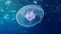 The moon jellyfish (Aurelia aurita). Image credit: Alexander Vasenin / CC BY-SA 3.0.