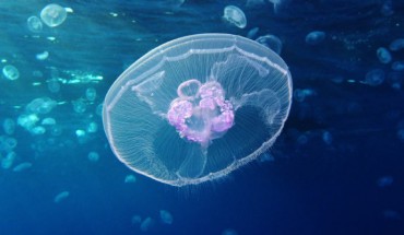 The moon jellyfish (Aurelia aurita). Image credit: Alexander Vasenin / CC BY-SA 3.0.
