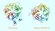The structure of royalactin (left) and regina (right) proteins. Image credit: Wan et al, doi: 10.1038/s41467-018-06256-4.
