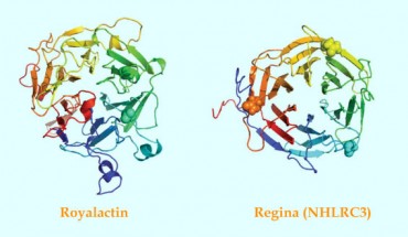 The structure of royalactin (left) and regina (right) proteins. Image credit: Wan et al, doi: 10.1038/s41467-018-06256-4.