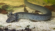 A reticulated siren (Siren reticulata) from the waters of northwestern Florida (Okaloosa County) rests on an aquarium floor. Image credit: Pierson Hill.