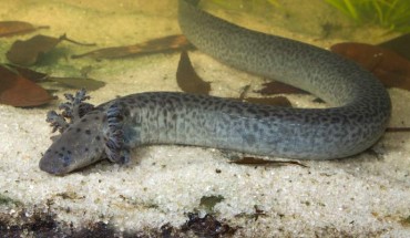 A reticulated siren (Siren reticulata) from the waters of northwestern Florida (Okaloosa County) rests on an aquarium floor. Image credit: Pierson Hill.