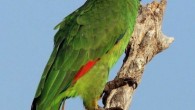 The turquoise-fronted Amazon parrot (Amazona aestiva). Image credit: Charles J. Sharp, www.sharpphotography.co.uk / CC BY-SA 4.0.
