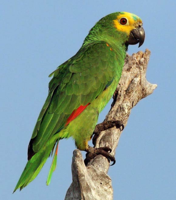 The turquoise-fronted Amazon parrot (Amazona aestiva). Image credit: Charles J. Sharp, www.sharpphotography.co.uk / CC BY-SA 4.0.