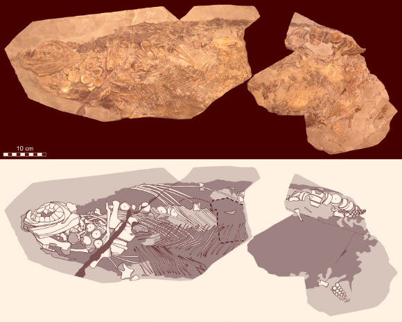 Cells, cellular organelles and original biomolecules were found in preserved soft parts of a Stenopterygius ichthyosaur; photographic (top) and diagrammatic (bottom) representation of the fossil. Image credit: Johan Lindgren.