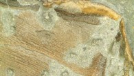 Stenopterygius ichthyosaur’s fossilized skin forming the trailing edge of the right pelvic fin. Image credit: Johan Lindgren.