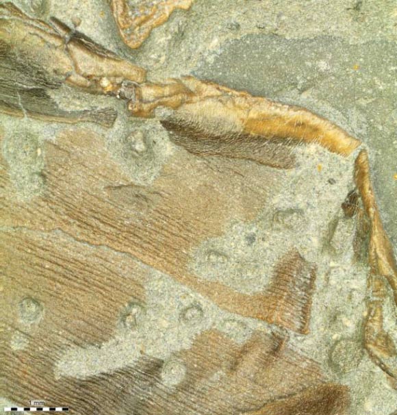 Stenopterygius ichthyosaur’s fossilized skin forming the trailing edge of the right pelvic fin. Image credit: Johan Lindgren.
