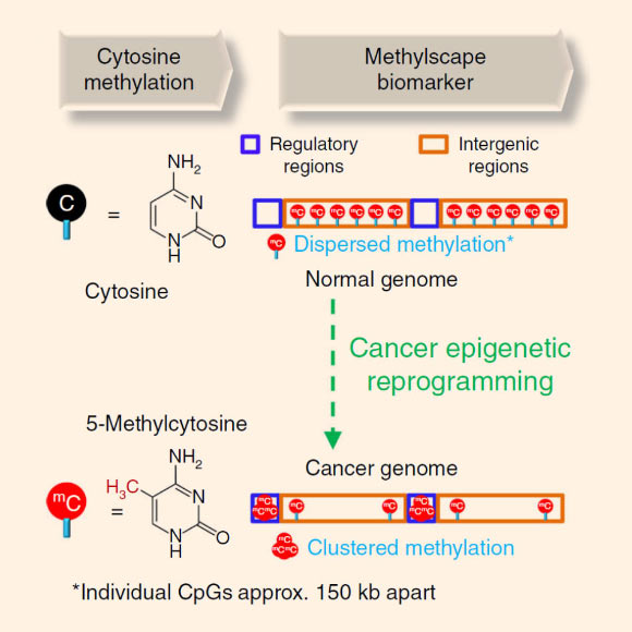 Left: differences between the cytosine and methylcytosine nucleotide, which is the major species of DNA methylation. Right: methylation patterns are different between normal and cancerous genomes, with evenly distributed mC sites in the former, and clustered, localized methylation hotspots in the latter. Image credit: Sina et al, doi: 10.1038/s41467-018-07214-w.