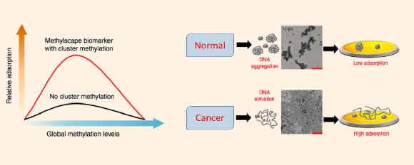 Left: proportion of global genome methylation as well as its sub-patterning relegate its ability to adsorb. Right: the different physics of DNA folding with and without cancer-associated methylation patterns affects adsorption onto gold surface. Image credit: Sina et al, doi: 10.1038/s41467-018-07214-w.