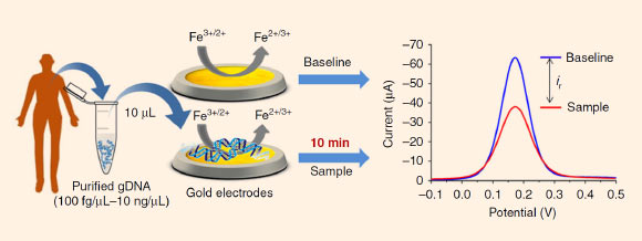 Experimental workflow to quantitatively measure DNA adsorption onto gold electrodes. The standardized output is the change in DPV following adsorption. Image credit: Sina et al, doi: 10.1038/s41467-018-07214-w.