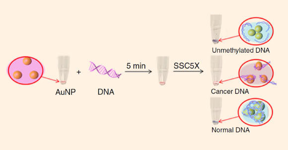 Purified DNA is added to AuNP solution for 5 minutes for initial binding to take place. The addition of a strong salt solution, SSC, will cause the AuNPs to precipitate out of solution if they are able to aggregate. Aggregation is only impeded if the AuNPs are partially bound by DNA, which is resultant of intermediate methylation status. Image credit: Sina et al, doi: 10.1038/s41467-018-07214-w.