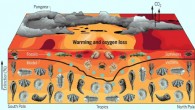 Schematic illustration of temperature-dependent hypoxia as a driver of the end-Permian marine mass extinction. Greenhouse gas forcing in a model of Earth’s climate at the end of the Permian drives ocean warming (contours) and oxygen loss that match geochemical proxy data. Ocean warming raises the organismal oxygen demand amid declining supply. The resulting loss of aerobic habitat for diverse physiologies induces a mass extinction in model animal types (line) whose geographic signature -- increased severity outside of the tropics -- is consistent with reconstructions from the marine fossil record (circles). Image credit: J. Penn / C. Deutsch / E. Haeckel / W. Kaveney / H. Fjeld / J. White.