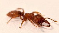The Dracula ant (Mystrium camillae) can snap its mandibles at speeds of up to 90 m/s. Image credit: Adrian Smith.