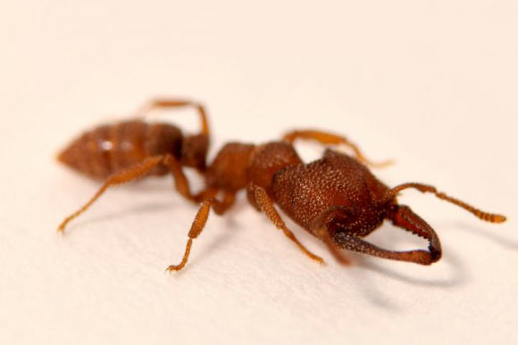 The Dracula ant (Mystrium camillae) can snap its mandibles at speeds of up to 90 m/s. Image credit: Adrian Smith.