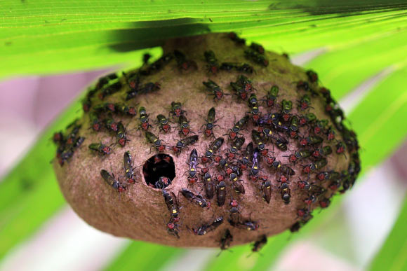 Torres et al developed new antimicrobial peptides based on a naturally occurring peptide produced by the South American wasp Polybia paulista. Image credit: Charles J. Sharp / CC BY-SA 4.0.