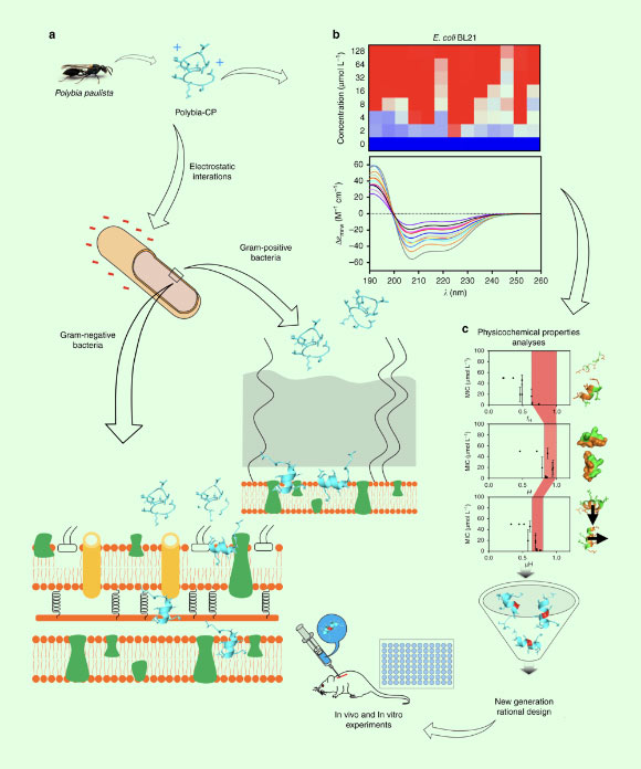 Schematic of the structure-function-guided exploration approach leveraged to generate peptide antibiotics: (a) the wasp venom derived antimicrobial peptide Polybia-CP was subjected to structure-function analysis to elucidate determinants responsible for biological activity; (b) data from antimicrobial activity, physicochemical properties, and structure analyses was harnessed to (c) identify functional determinants and generate enhanced synthetic variants with therapeutic potential. Image credit: Torres et al, doi: 10.1038/s42003-018-0224-2.
