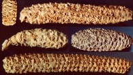 Examining 1,000-year-old corncobs from an ancient ruin in Arizona, Peyambari et al found a previously unknown RNA virus. Image credit: Roossinck Laboratory, Pennsylvania State University.
