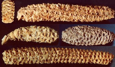 Examining 1,000-year-old corncobs from an ancient ruin in Arizona, Peyambari et al found a previously unknown RNA virus. Image credit: Roossinck Laboratory, Pennsylvania State University.