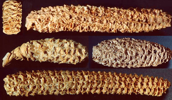 Examining 1,000-year-old corncobs from an ancient ruin in Arizona, Peyambari et al found a previously unknown RNA virus. Image credit: Roossinck Laboratory, Pennsylvania State University.